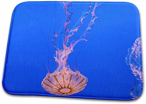 3. Медуза Роза, аквариума на Монтерей Бей, Калифорния - 05 DFR0360 щатски долара. - Подложки за сушене на чинии